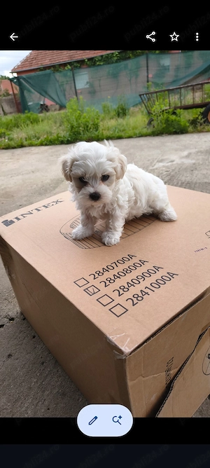 căței bichon