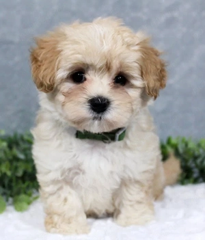 Maltipoo poodle mini toy 