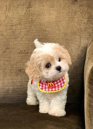 Maltipoo poodle mini toy  - imagine 2