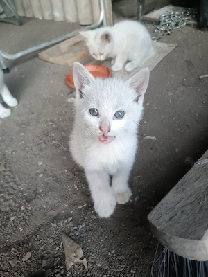 Donez pisicuți 