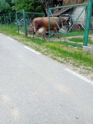 Vaca cu lapte - imagine 2