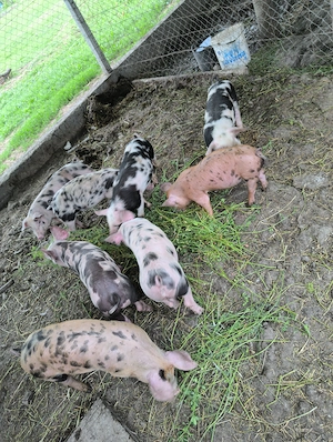 Purcei pietran cu duroc 9 săptămâni vând sau schimb - imagine 5
