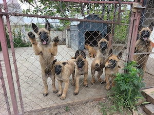 Belgian Malinois  - imagine 2