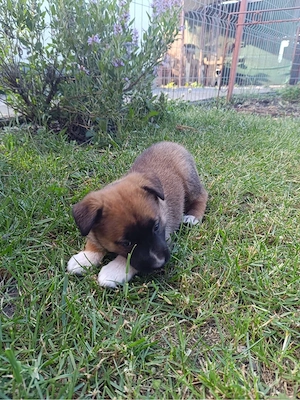 Ciobanesc Belgian Malinois 6 saptamani - imagine 3
