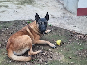 Belgian Malinois  - imagine 3