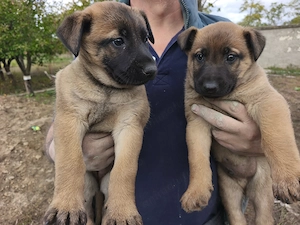 Belgian Malinois  - imagine 4