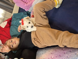 Bichon maltez baietel  - imagine 3