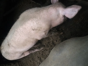 Vand 3 porci 100 kg