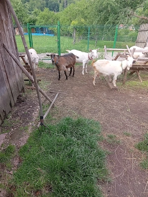 vand trei capre tinere cu lapte