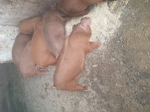 Vând 5 mascuri Duroc 