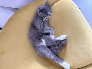 Vand motanel 12 luni british shorthair cu scottish fold - imagine 3