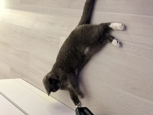 Vand motanel 12 luni british shorthair cu scottish fold - imagine 4