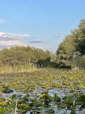 Angajăm Ajutor Ospătar, Cameristă și Îngrijitor Grădină - Delta Dunării (Cazare + Masă Asigurate) - imagine 5
