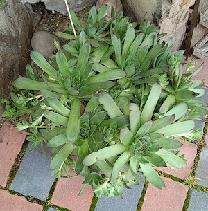 Planta perena Sempervivum 