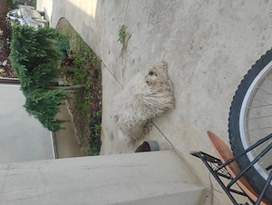 Cățel bichon maltese - imagine 2