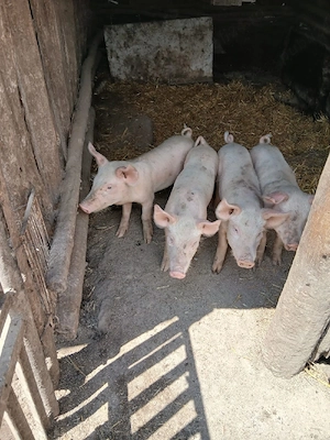 Vând purceii castrați 