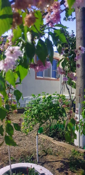 Vand proprietate casa de vacanța cu livada 100 pomi fructiferi si 1,5 hectare plantatie Paulownia  - imagine 4