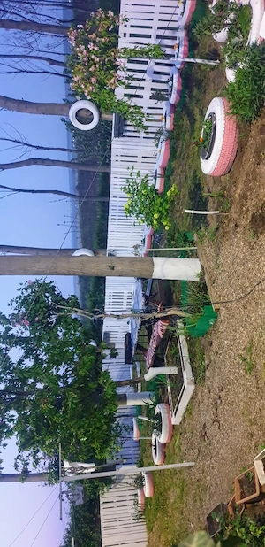 Vand proprietate casa de vacanța cu livada 100 pomi fructiferi si 1,5 hectare plantatie Paulownia  - imagine 2