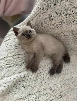 Ragdoll fetita si baietel  - imagine 4