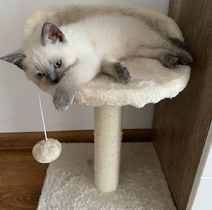 Ragdoll fetita si baietel  - imagine 3