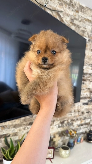 Mascul Pomeranian 7sapt - imagine 4