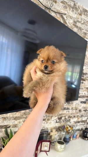 Mascul Pomeranian 7sapt - imagine 3