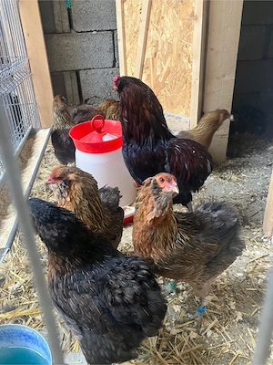 Ouă de incubat Araucana   Bresse   Wyandotte GSG   Marans   livrare rapidă + fertilitate buna  - imagine 5