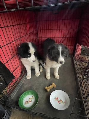 Border Collie de vanzare - imagine 2