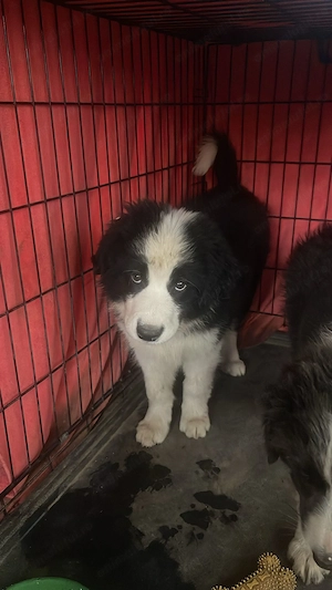 Border Collie de vanzare - imagine 5