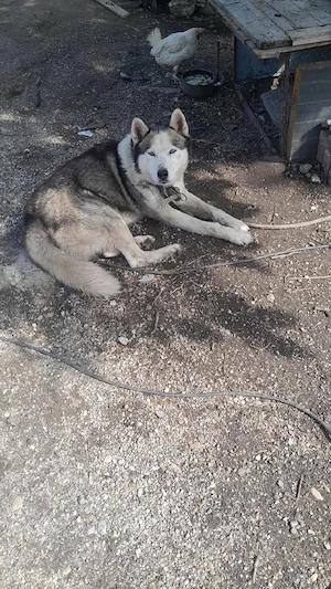 Pereche Husky Siberian (Mascul + Femelă) cu carnet de sănătate și microcip