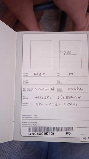 Pereche Husky Siberian (Mascul + Femelă) cu carnet de sănătate și microcip - imagine 3