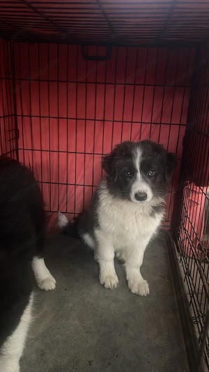 Border Collie Blue Merle de vanzare - imagine 5