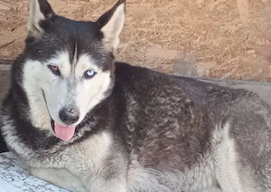 Pereche Husky Siberian (Mascul + Femelă) cu carnet de sănătate și microcip - imagine 2
