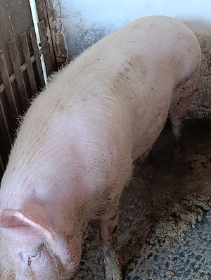 porc marele alb cu landras  - imagine 2