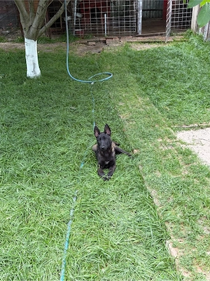 femel abelgian malinois  - imagine 2