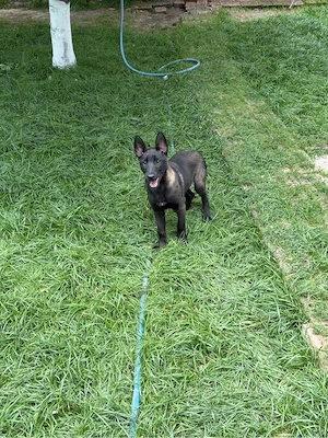 femel abelgian malinois  - imagine 3