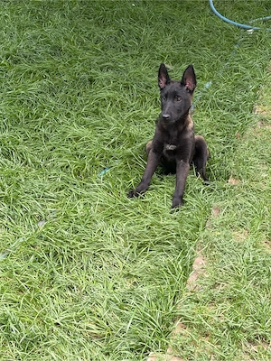 femel abelgian malinois  - imagine 4