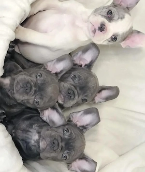 Pui de bulldog francez sănătoși și frumoși