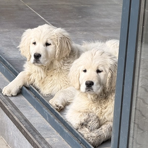 Vând 2 cățelușe Golden Retriever  - imagine 3
