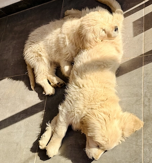 Vând 2 cățelușe Golden Retriever  - imagine 2