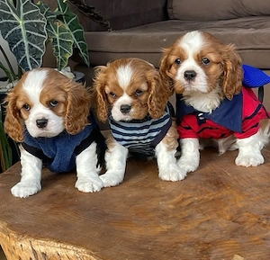 Alegeți cei mai frumoși și mai sănătoși pui de Cavalier King Charles  - imagine 4