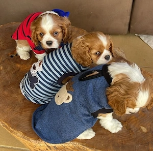Alegeți cei mai frumoși și mai sănătoși pui de Cavalier King Charles  - imagine 2