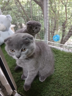 Puiuti pisica rasa british & scotish shorthair , in varsta de 2  1 2luni. - imagine 2