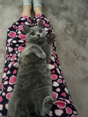 Puiuti pisica rasa british & scotish shorthair , in varsta de 2  1 2luni. - imagine 5