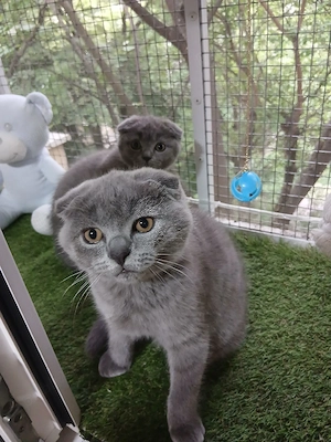 Puiuti pisica rasa british & scotish shorthair , in varsta de 2  1 2luni. - imagine 4