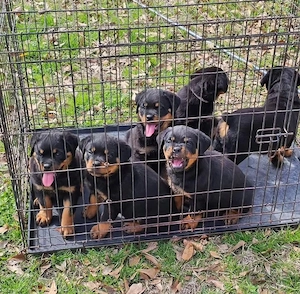Puii de rottweiler sunt acum gata să-și găsească un cămin