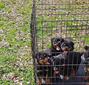 Puii de rottweiler sunt acum disponibili și gata să ofere dragoste  - imagine 2