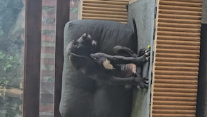  dog german   great dane  marele danez  mascul 