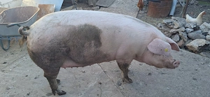 Scroafa de sacrificat , 18 lei  kg jumatate sau 13 lei  kg in viu - imagine 2