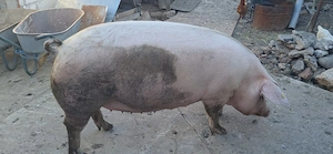 Scroafa de sacrificat , 18 lei  kg jumatate sau 13 lei  kg in viu - imagine 3
